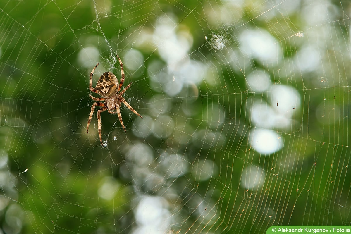 Gartenkreuzspinne - Araneus diadematus