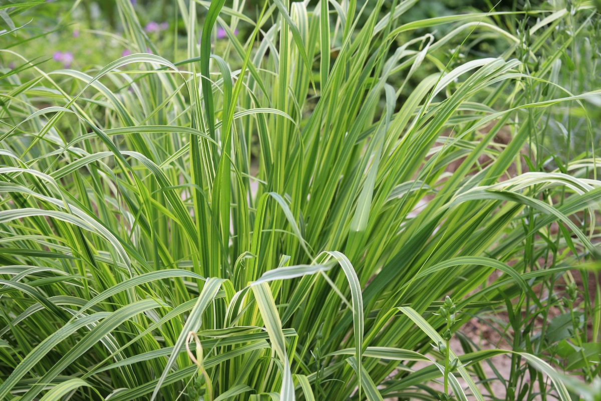 Gestreiftes Garten-Pfeifengras - Molinia caerulea