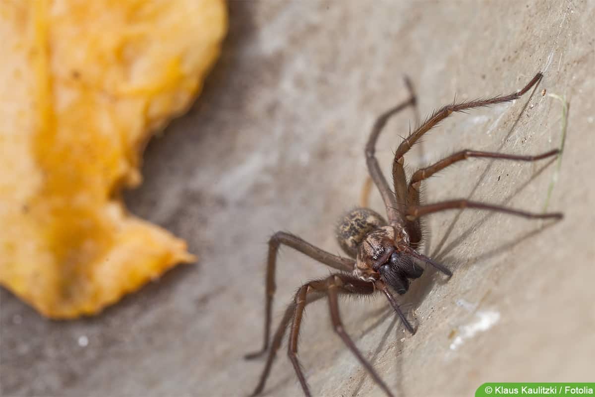 Große Winkelspinne - Eratigena atrica