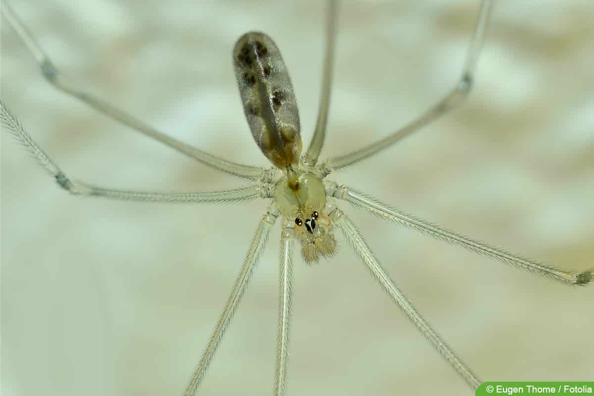 Große Zitterspinne - Pholcus phalangioides