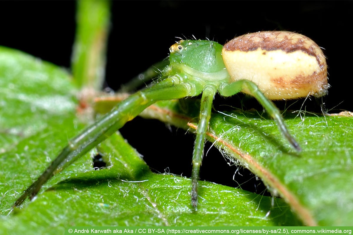 Grünbraune Krabbenspinne - Diaea dorsata