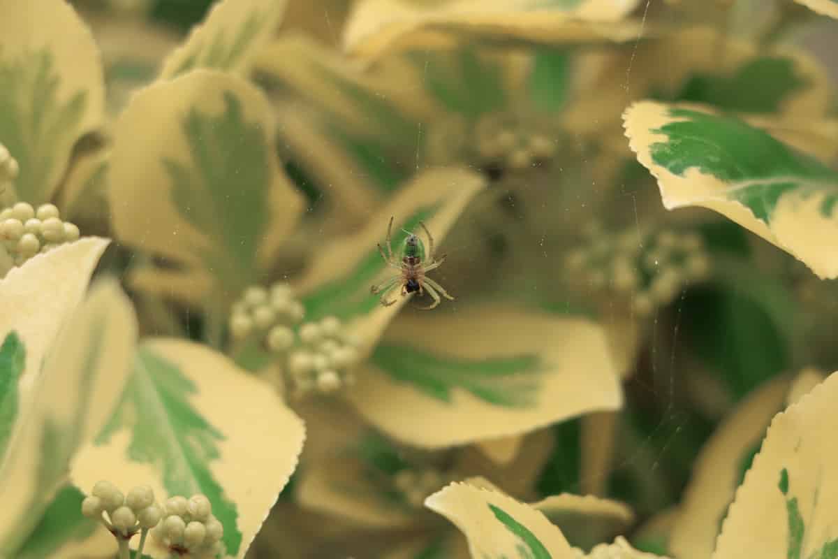 Grüne Huschspinne (Micrommata virescens)