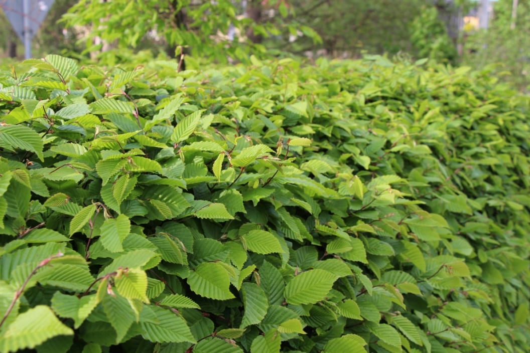 Hainbuchenhecke: 17 Tipps zur Pflege - Hausgarten.net