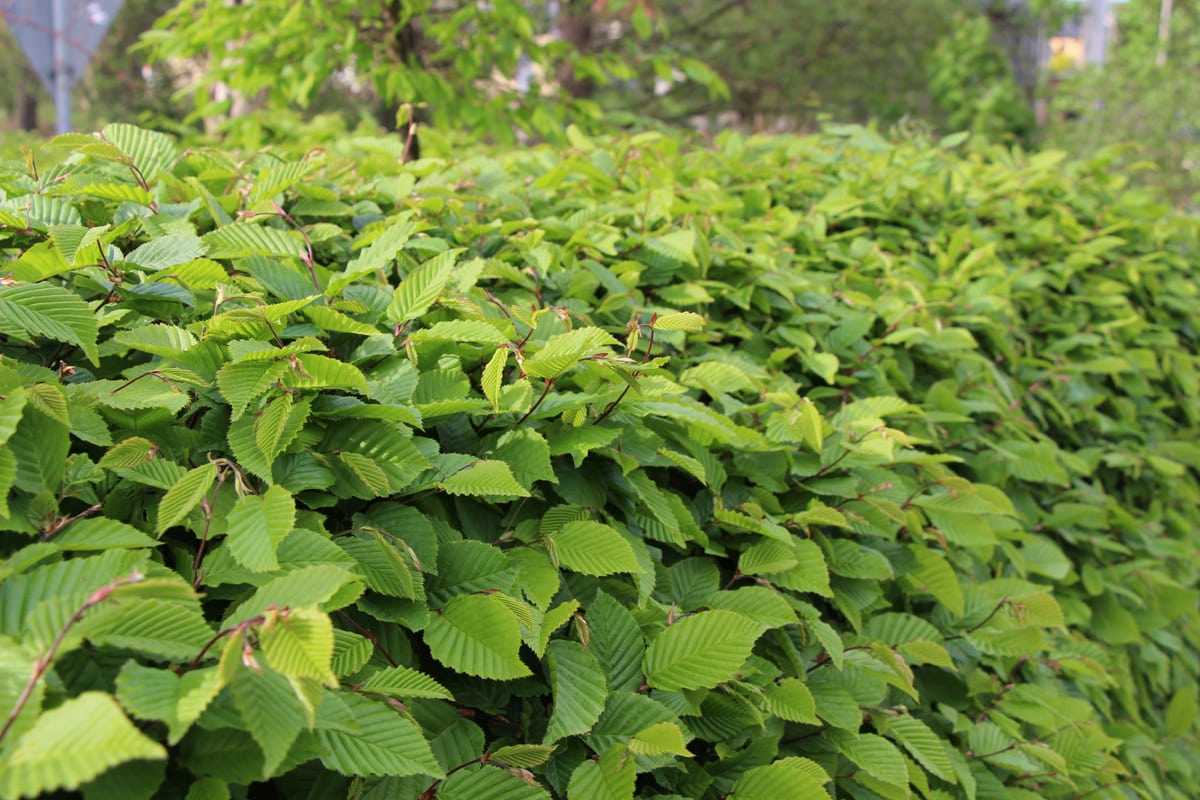 Hainbuchen - Carpinus betulus