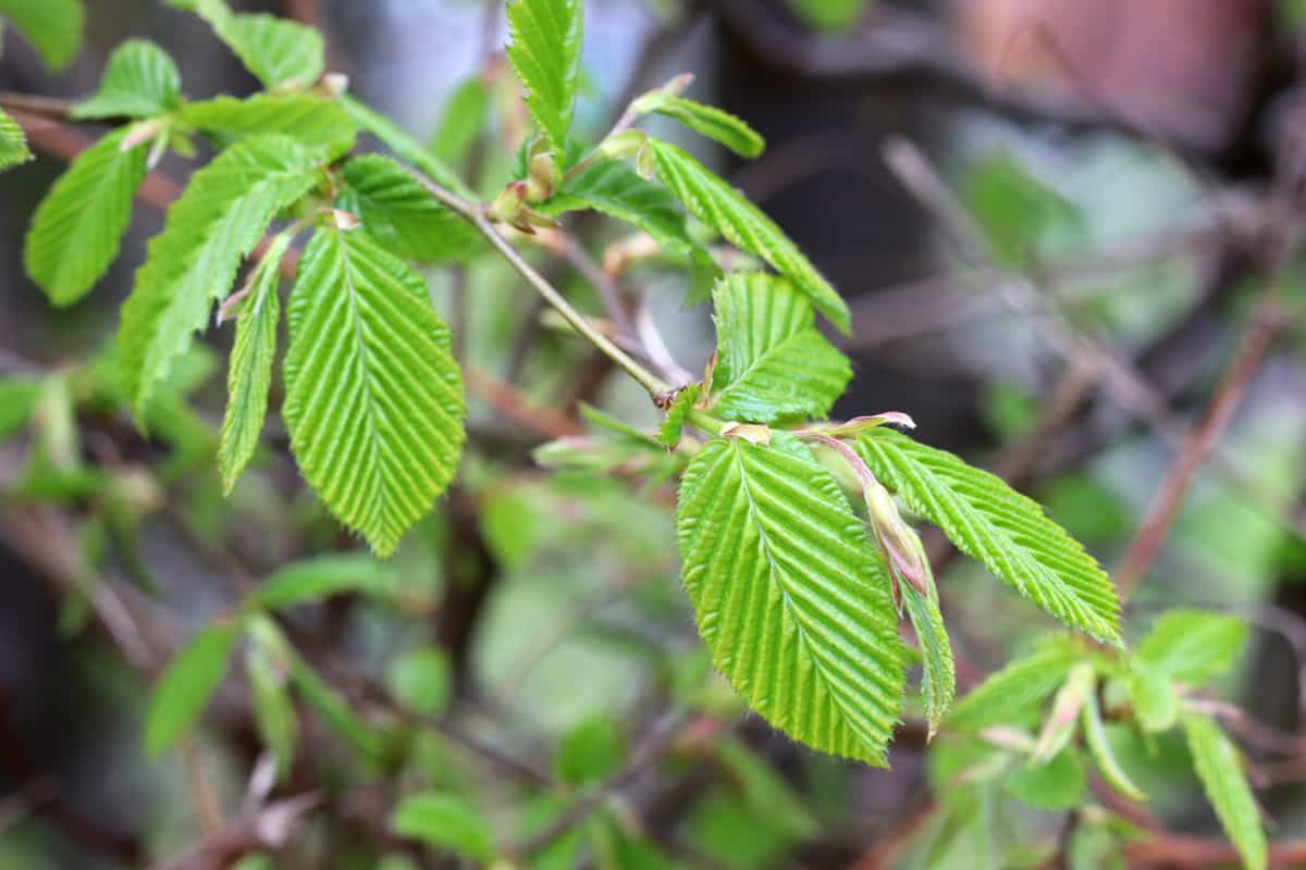 Hainbuchen - Carpinus betulus