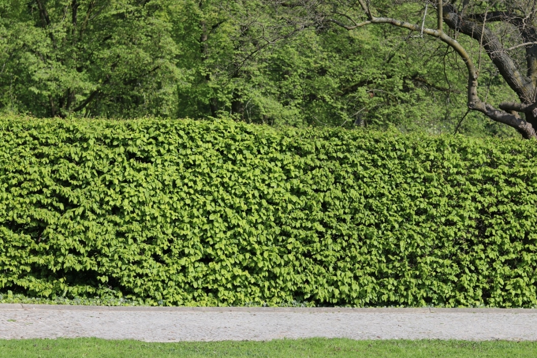 Thuja Hecke verschneiden wann ist das Schneiden verboten