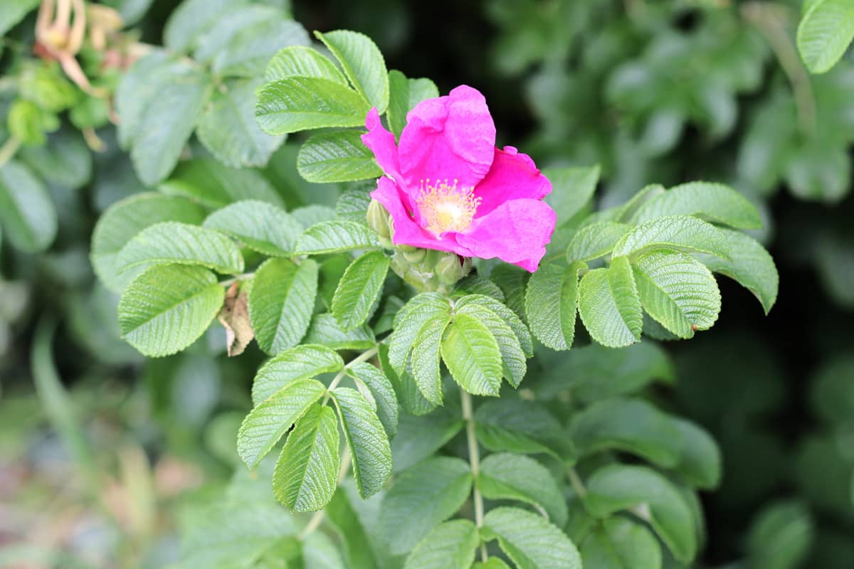 Heckenrosen schneiden: 6 Tipps fr den Schnitt der Heckenrose -  Hausgarten.net