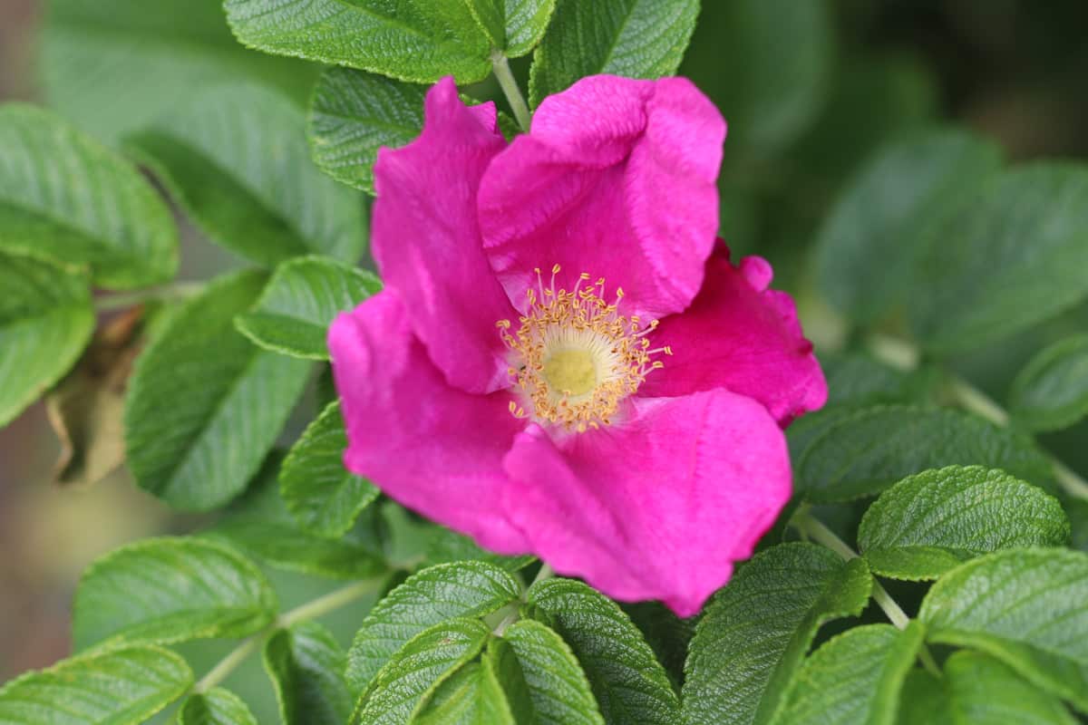 Heckenrosen - Rosa corymbifera