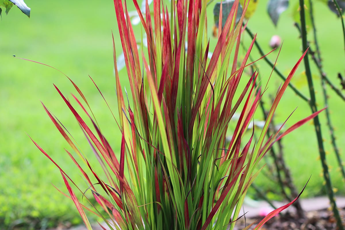 Japanisches Blutgras - Imperata cylindrica