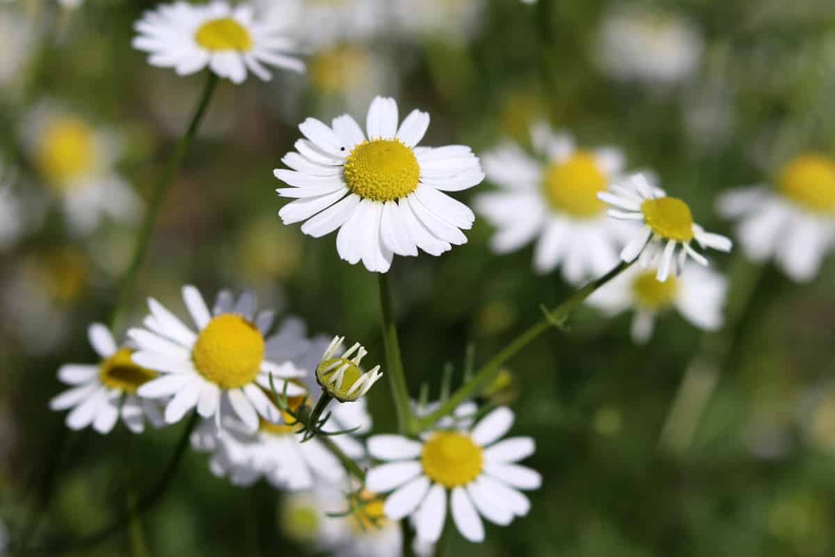 Kamille (Matricaria chamomilla) als Pflanznachbar für Zwiebeln