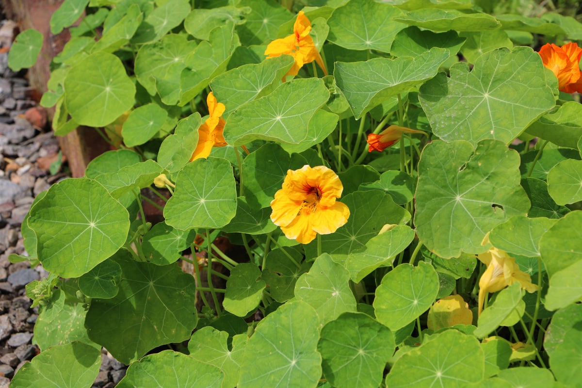 Kapuzinerkressen - Tropaeolum