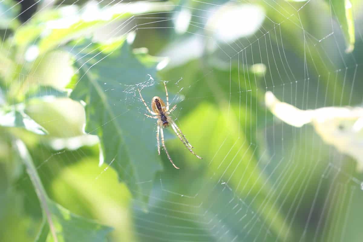 Kleine Herbstspinne - Metellina mengei