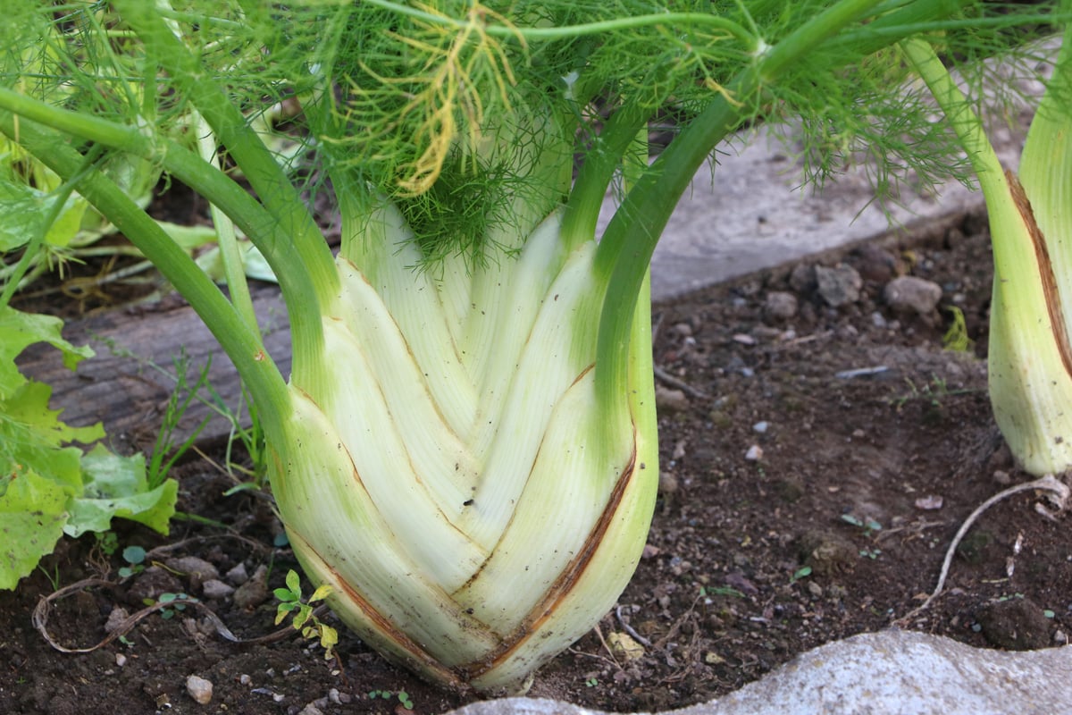 Knollenfenchel (Foeniculum vulgare) als Pflanznachbar für Gurken