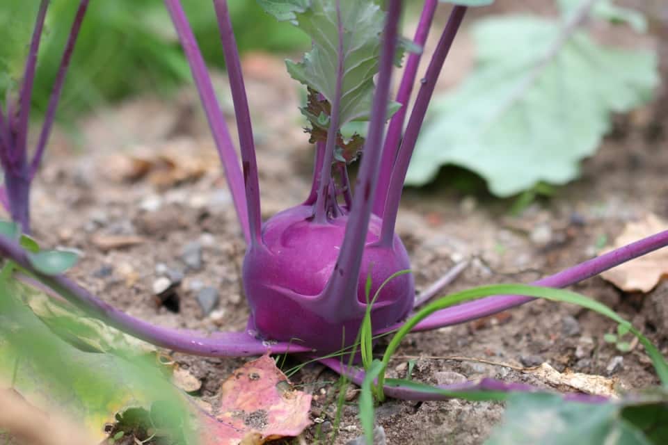 Wilder Spargel wo wächst er? So kann man ihn anbauen