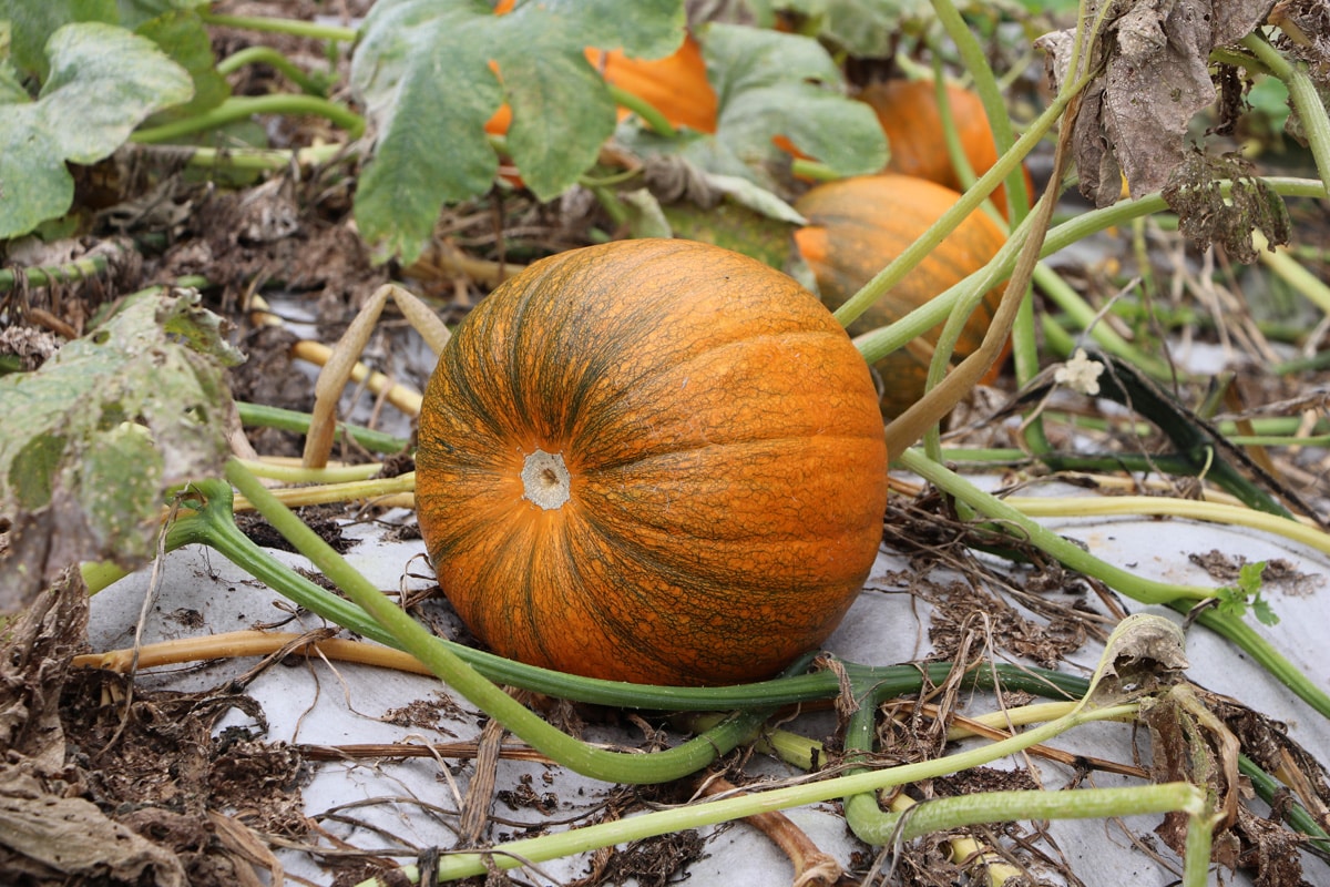 Kürbisse (Cucurbita) als Pflanznachbarn für Zwiebeln