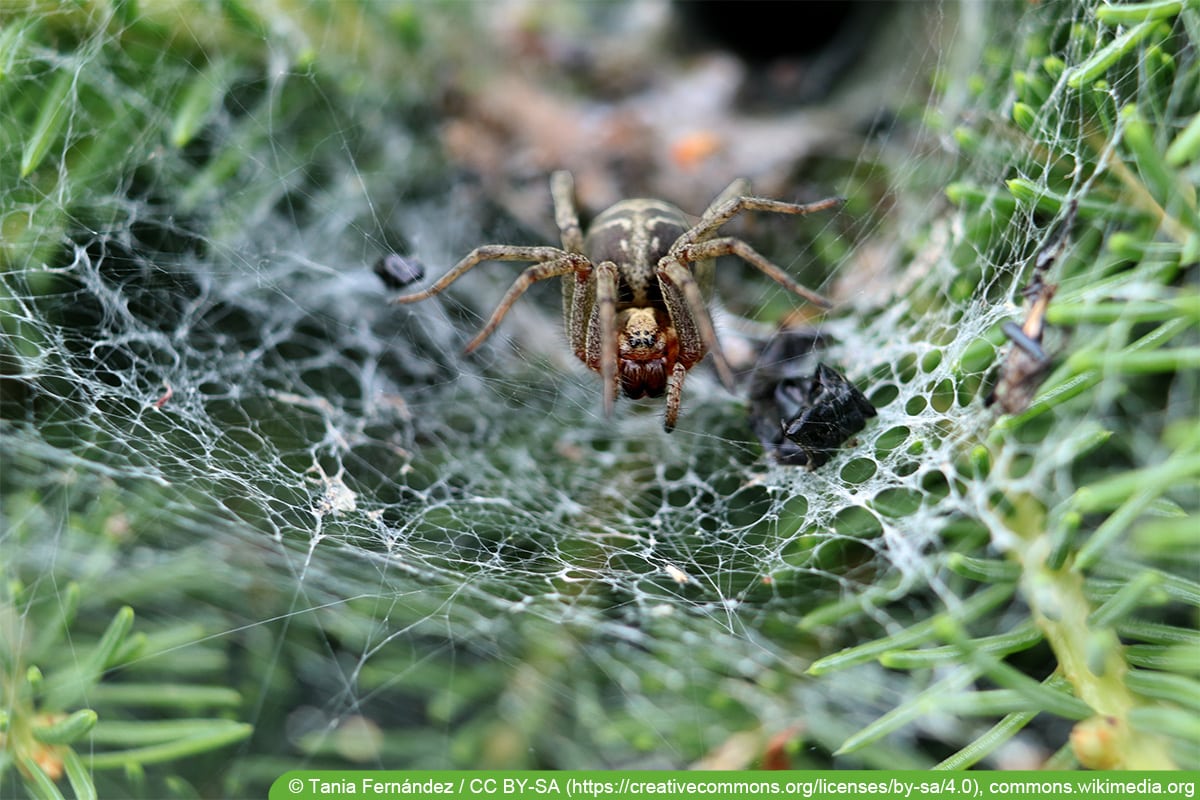 Labyrinthspinne (Agelena labyrinthica)