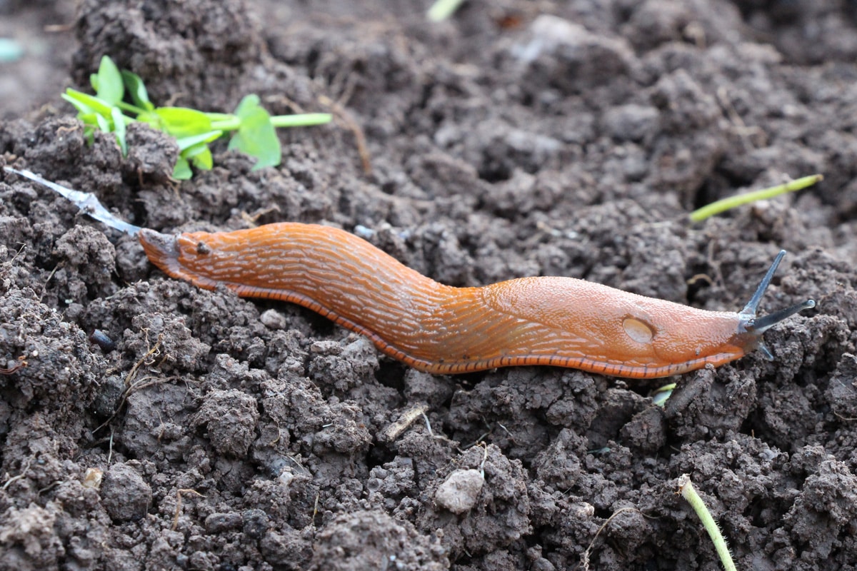 Nacktschnecke