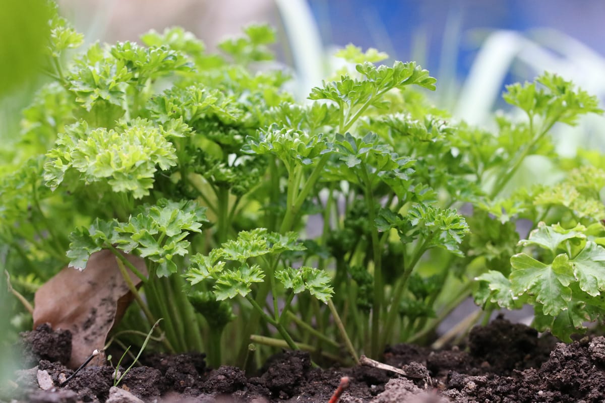 Petersilie (Petroselinum crispum): Mischkultur für Gurken