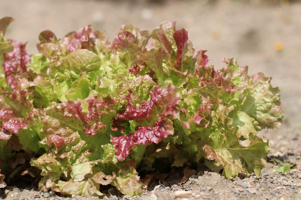 Pflücksalat - Lactuca sativa var. crispa