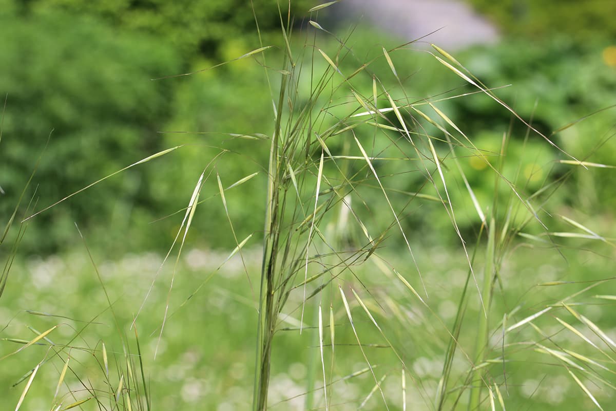 Riesen-Federgras - Stipa gigantea