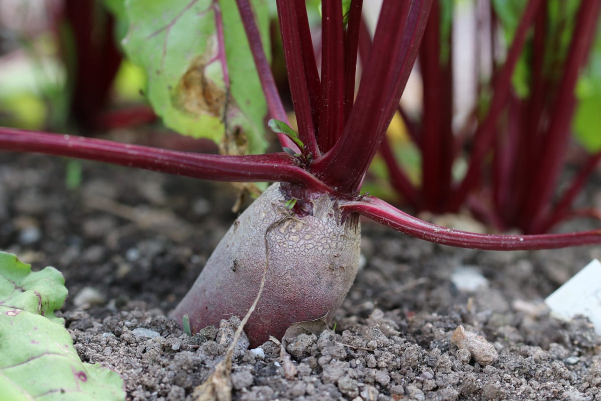 Rote Bete (Beta vulgaris) als Pflanznachbar für Zwiebeln