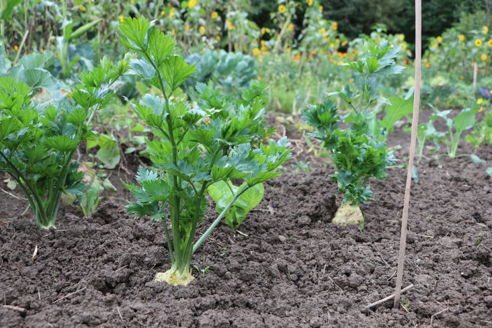 Mischkultur 14 gute Nachbarn von Blumenkohl