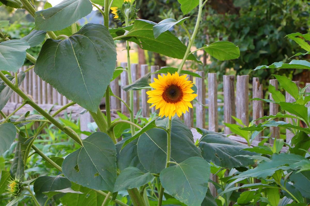 Sonnenblume (Helianthus annuus) in Mischkultur mit Gurken