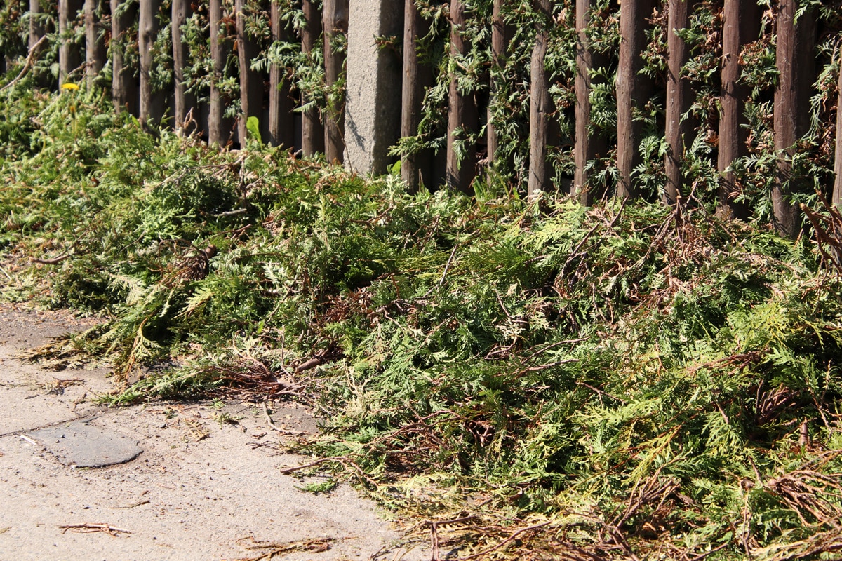 Thuja-Hecke schneiden