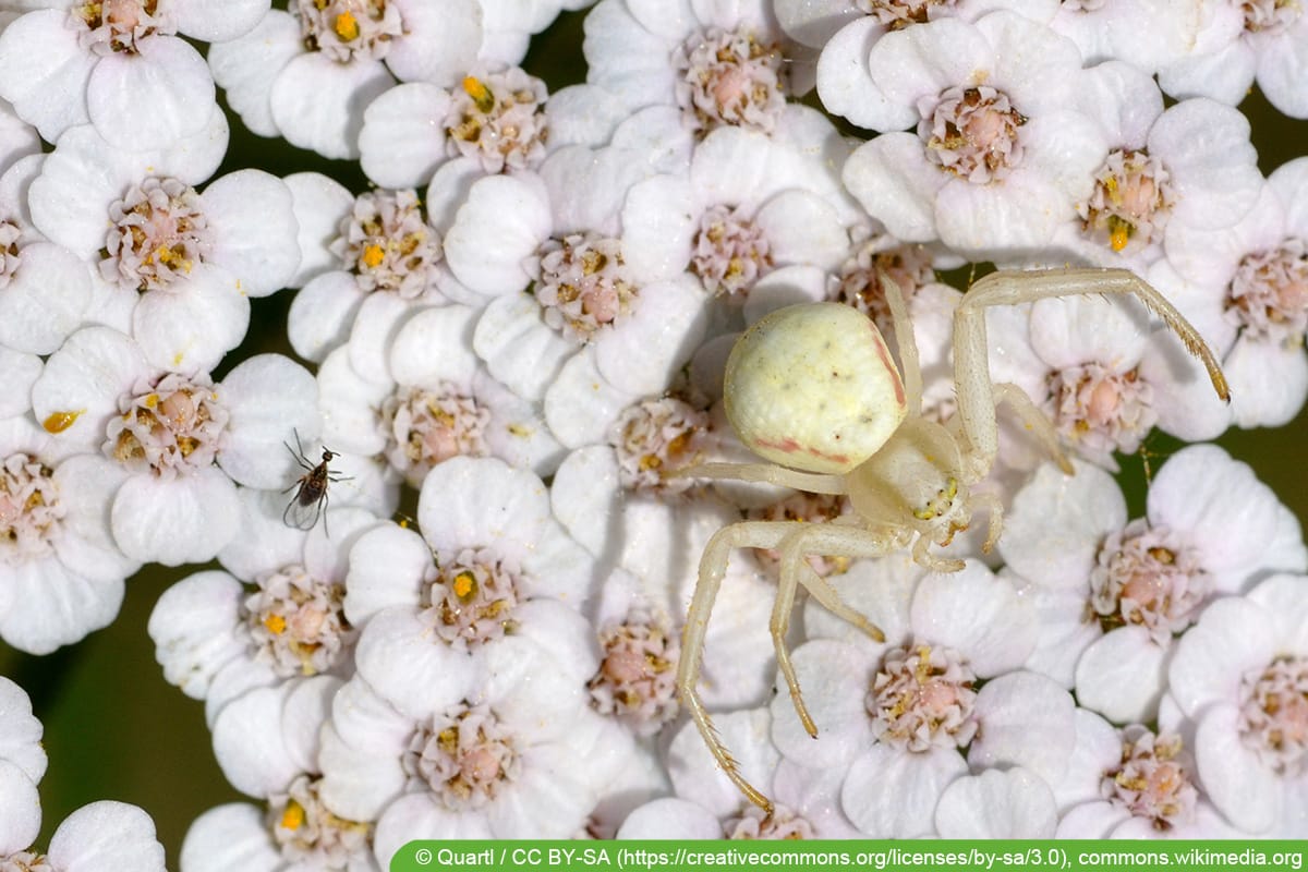 Veränderliche Krabbenspinne (Misumena vatia)