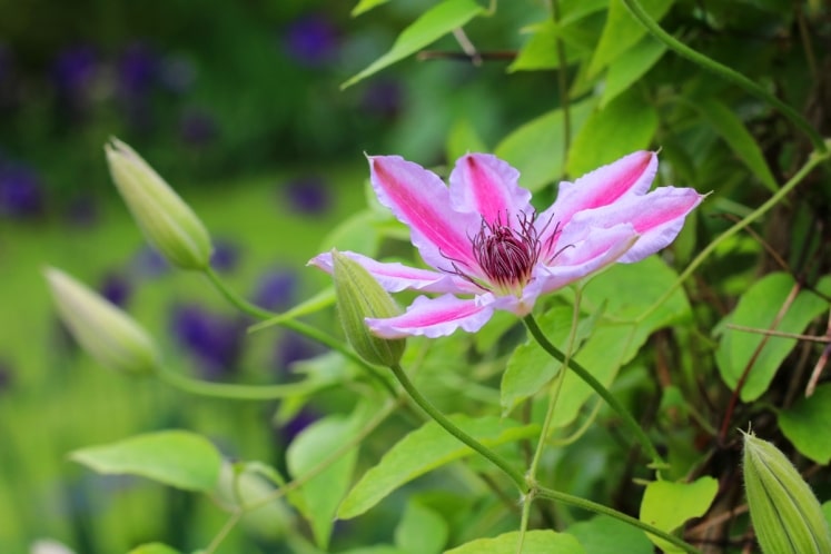 Clematis 'Nelly Moser' Schneiden und Pflege von AZ