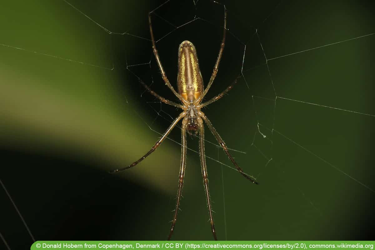 Wellenbindige Streckerspinne (Tetragnatha montana)