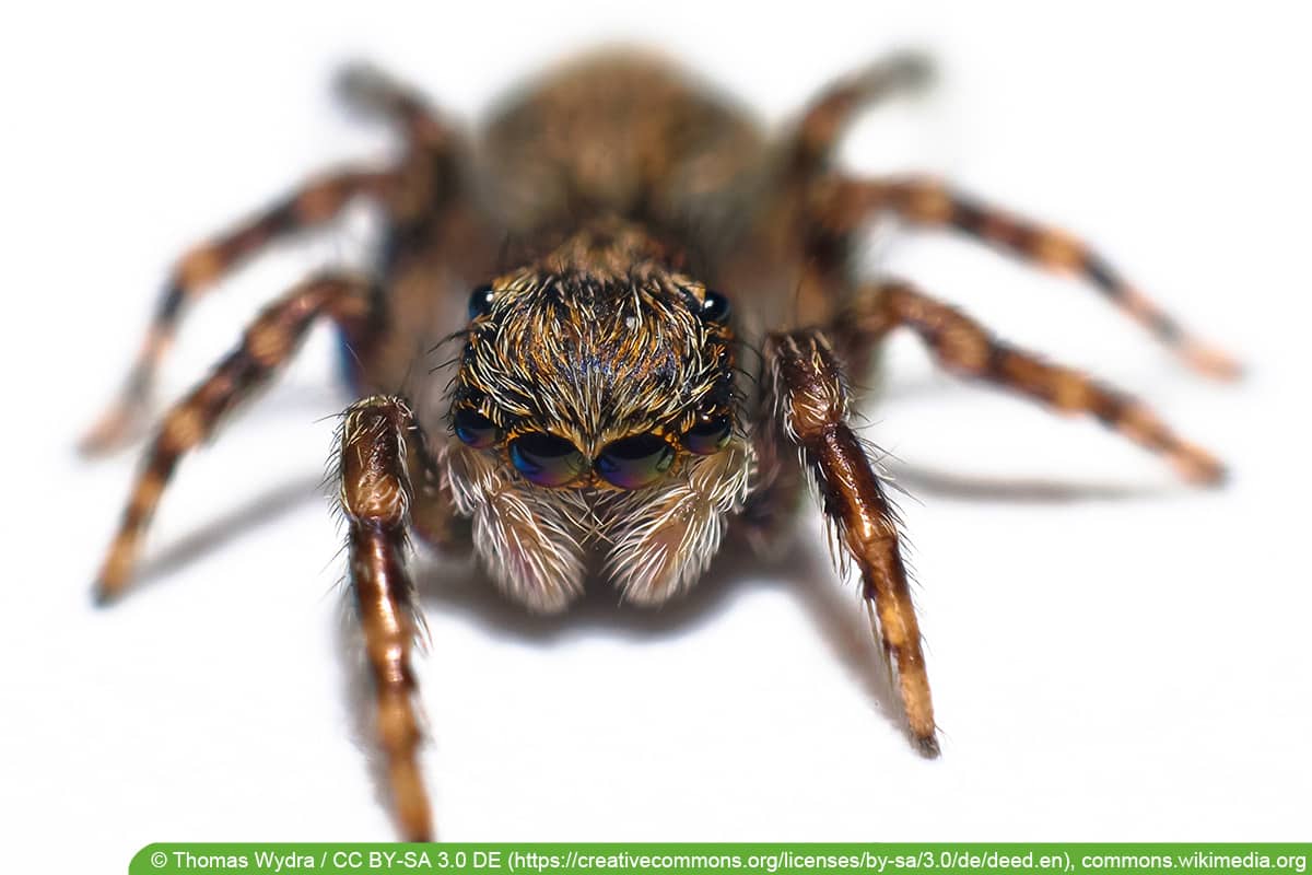 Wollige Mauerspringspinne (Pseudeuophrys lanigera)