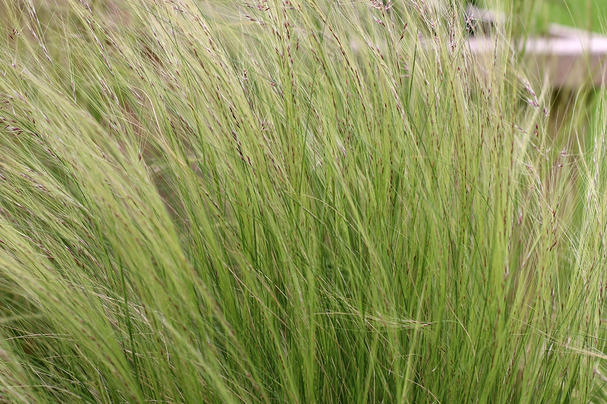 Zartes Federgras - Stipa tenuissima