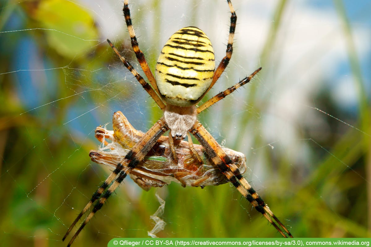 Zebraspinne / Wespenspinne (Argiope bruennichi)