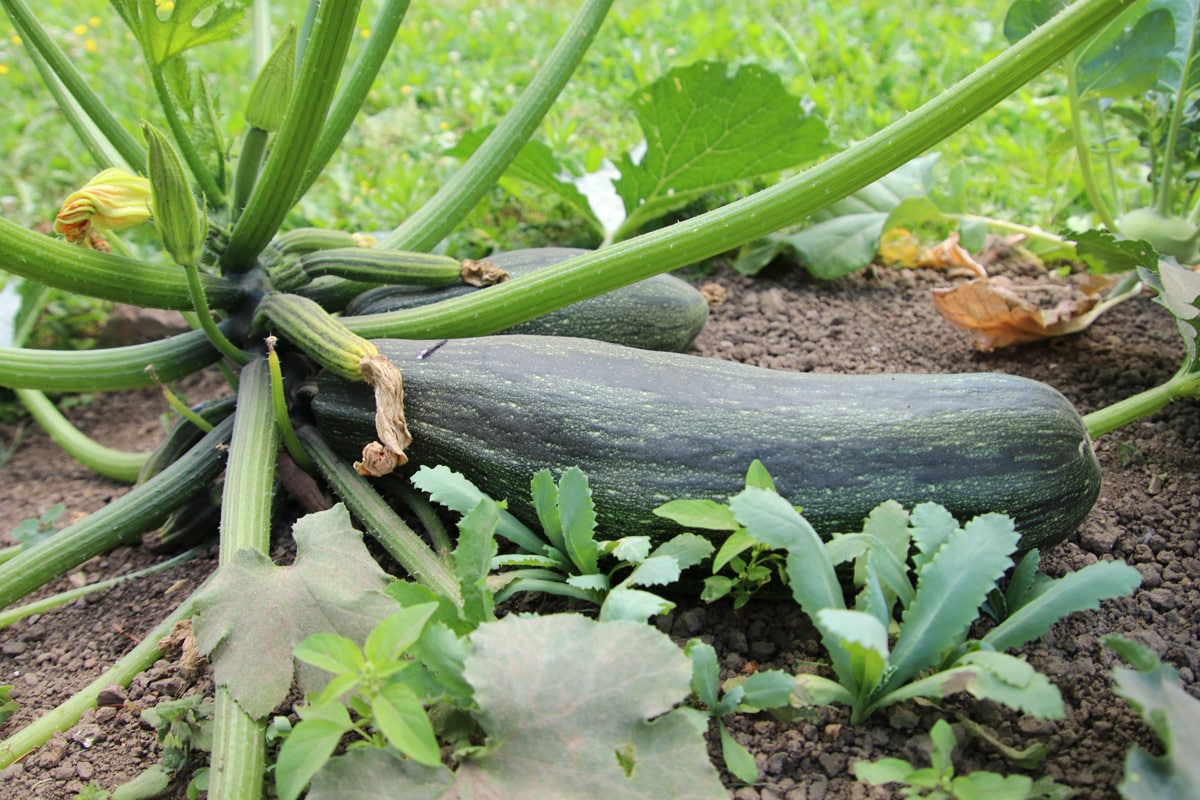 Zucchini (Cucurbita pepo) als Pflanznachbar für Zwiebeln