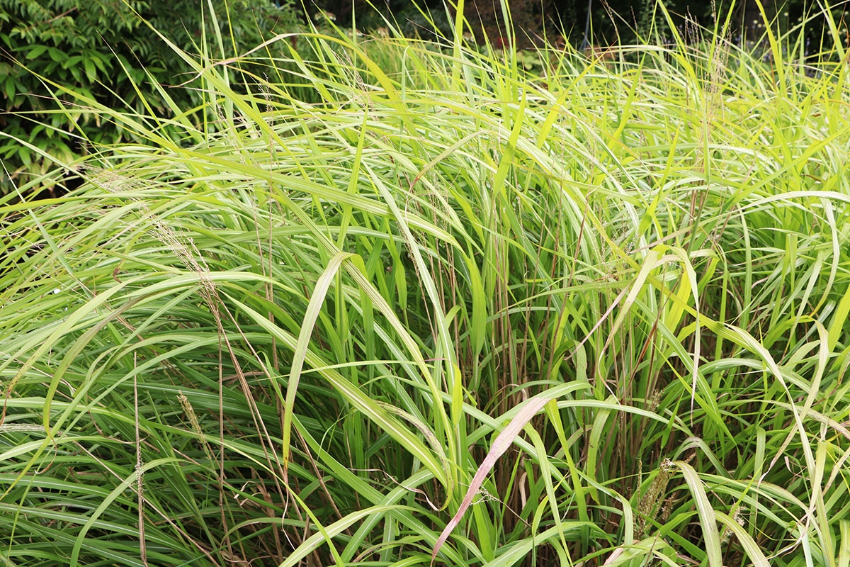 Zwerg-Chinaschilf - Miscanthus sinensis