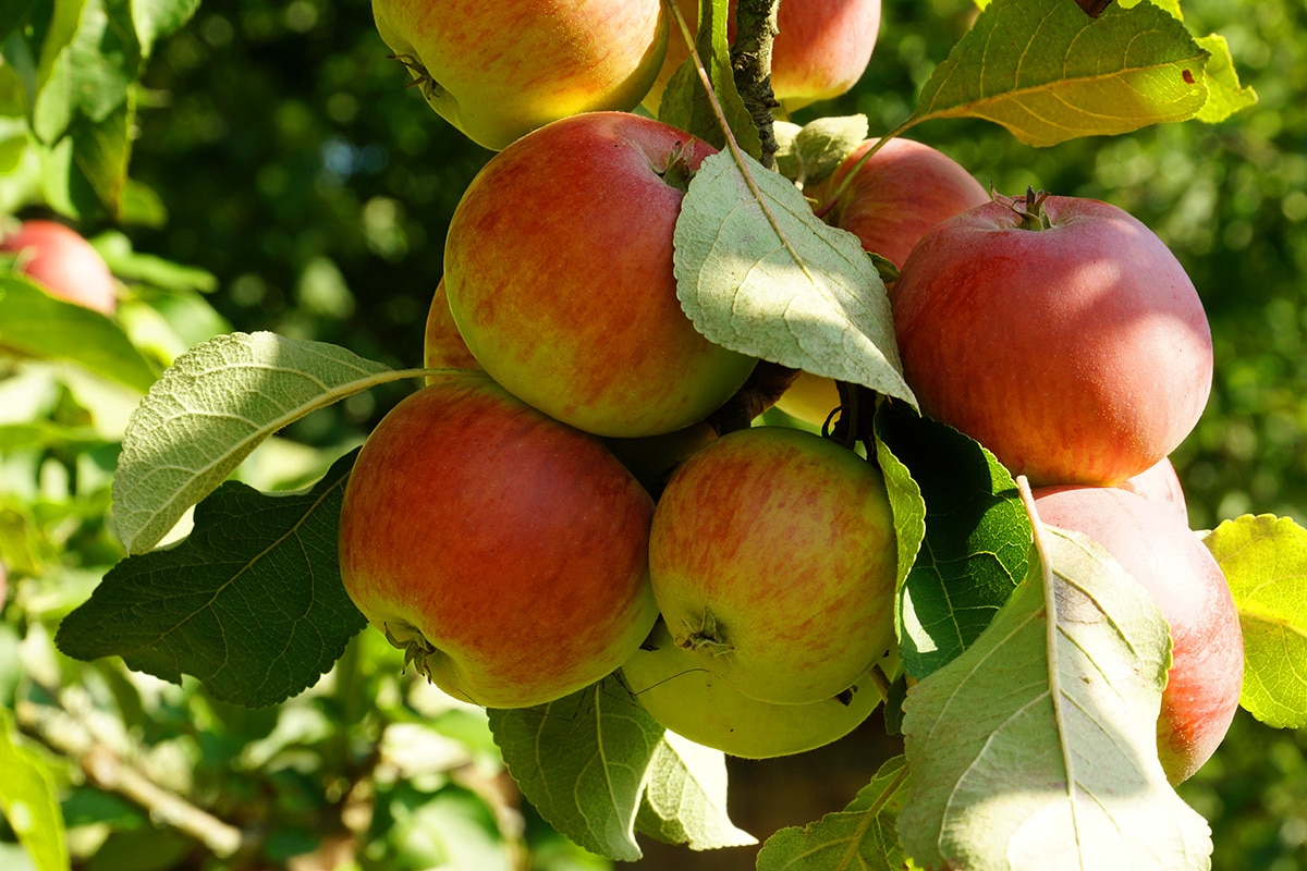 Streuobstwiese: Apfel - Malus