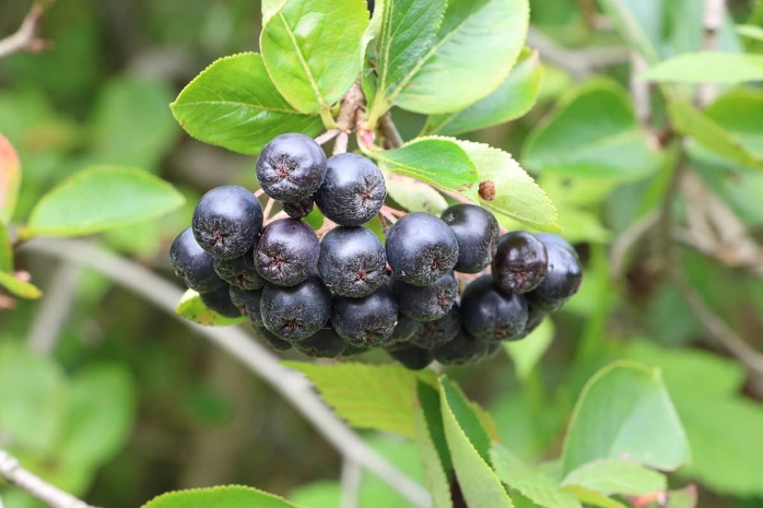 Apfelbeere - Aronia