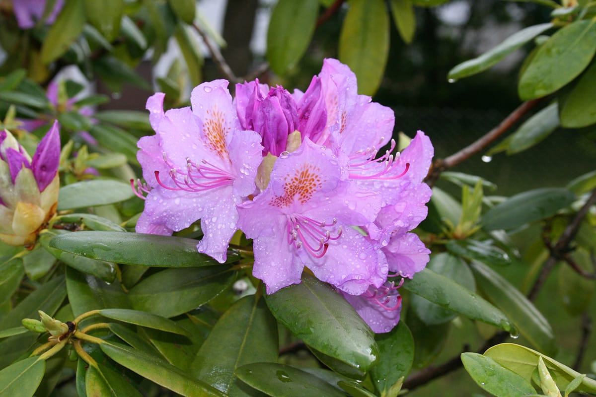 Azalee - Rhododendron