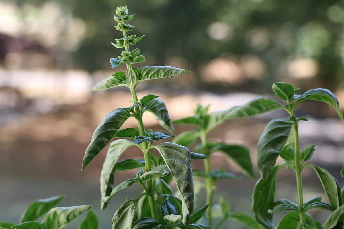 Basilikum - Ocimum basilicum