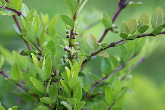 Böschungsmyrthe - Lonicera pileata