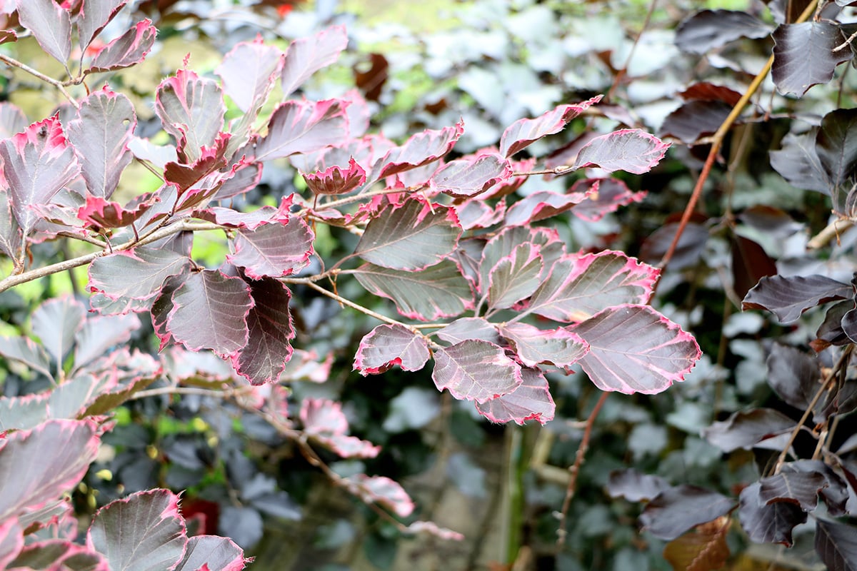 Blutbuche - Fagus sylvatica 'Purpurea'