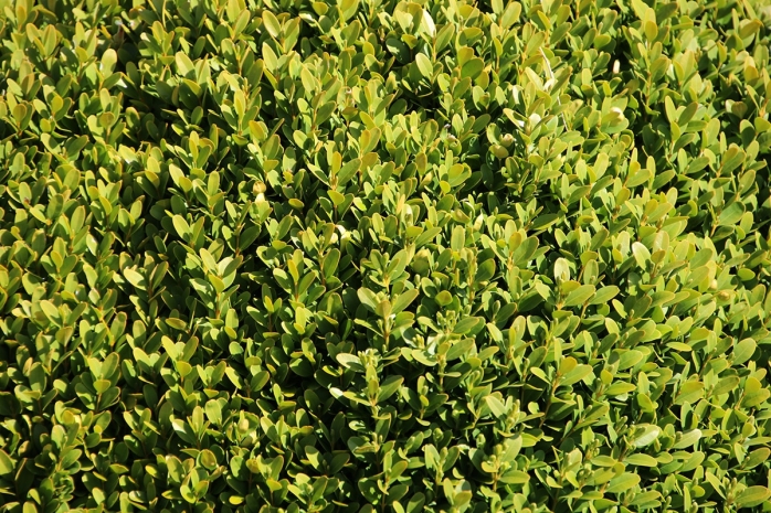 Buchsbaum - Buxus sempervirens