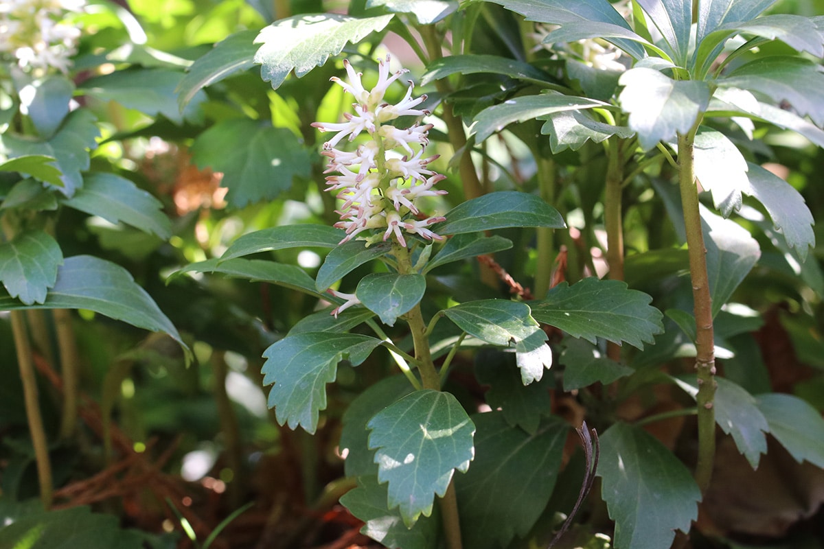 Dickmännchen - Pachysandra terminalis