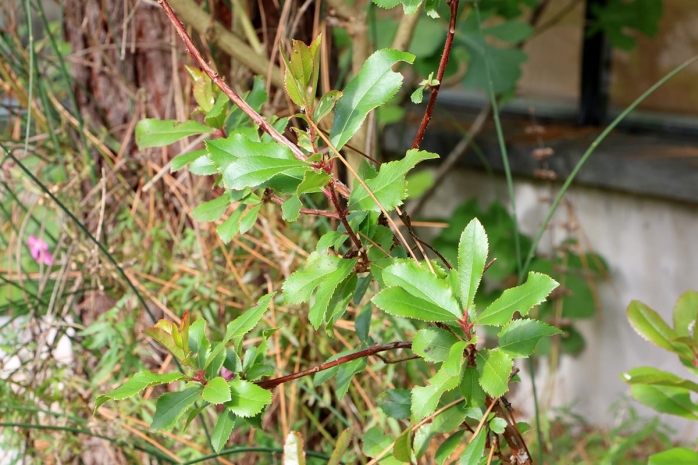 Erdbeerbaum - Arbutus unedo