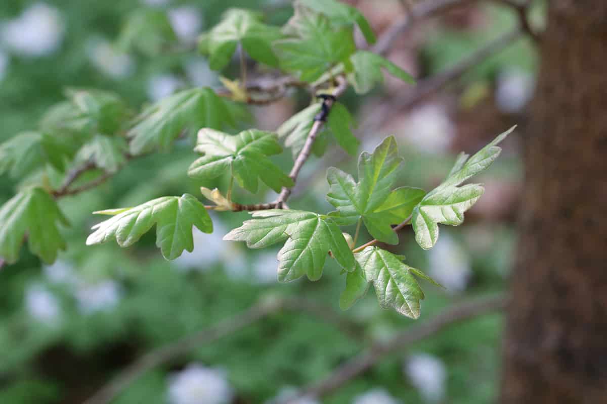 Feldahorn - Acer campestre