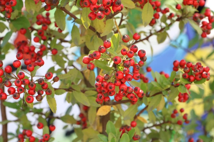 Feuerdorn - Pyracantha hybriden