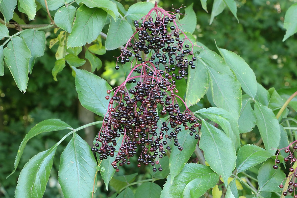 Fliederbeere - Schwarzer Holunder - Sambucus nigra