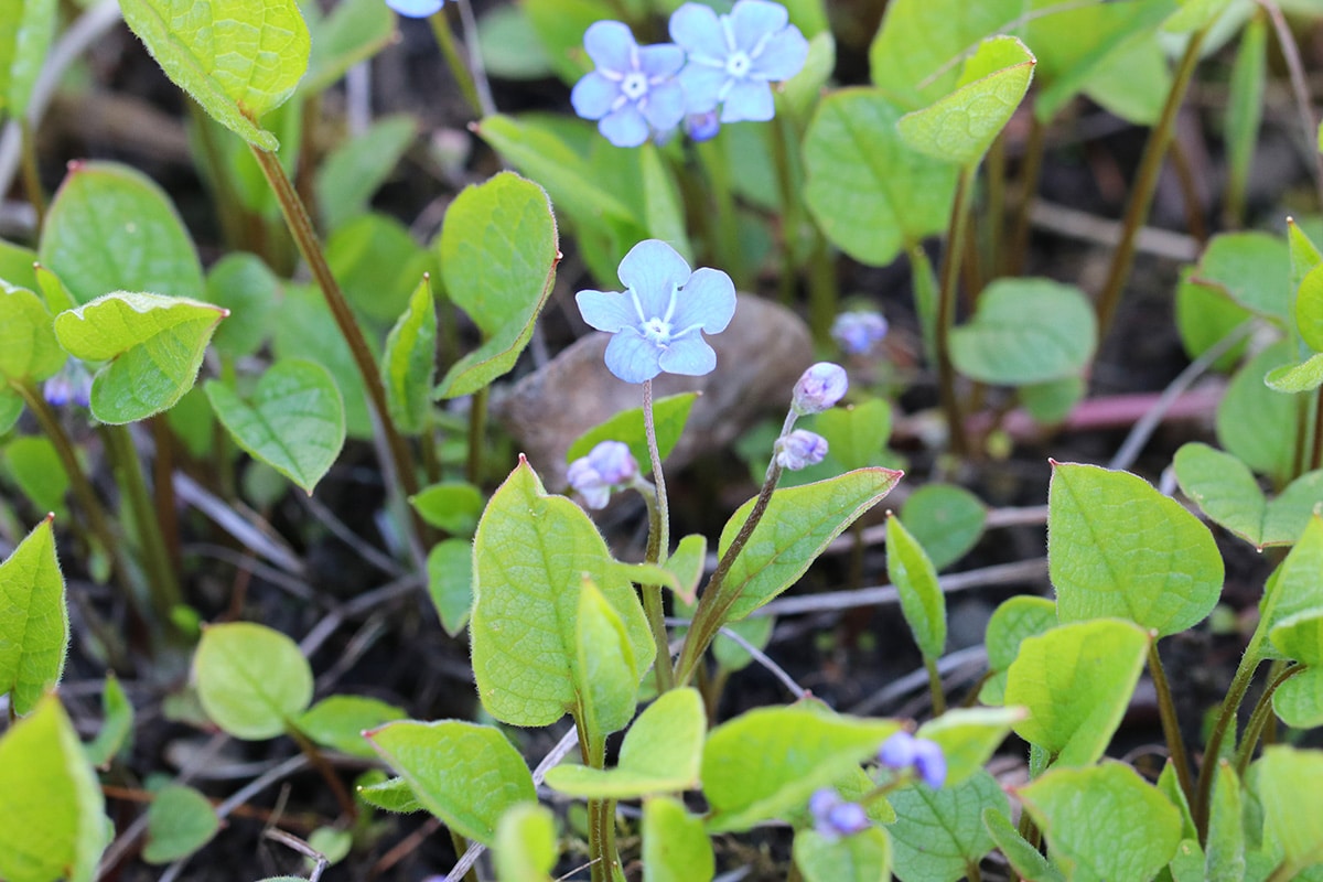 Gedenkemein - Omphalodes verna