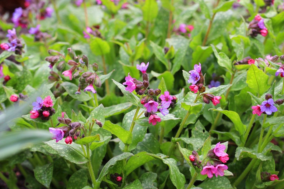 Geflecktes Lungenkraut - Pulmonaria